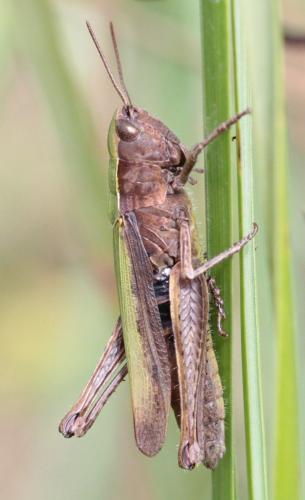 Réf. 191 657 : Chorthippus dorsatus dorsatus
